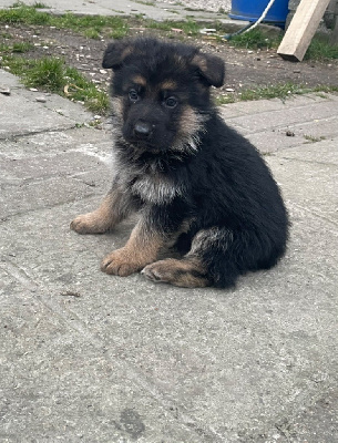 CHIOT 3