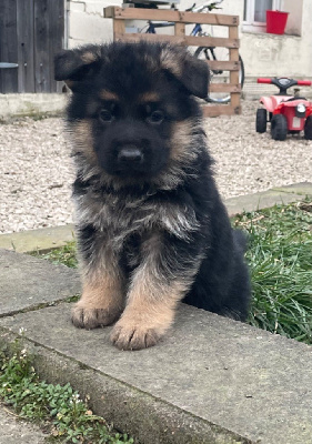 CHIOT 2