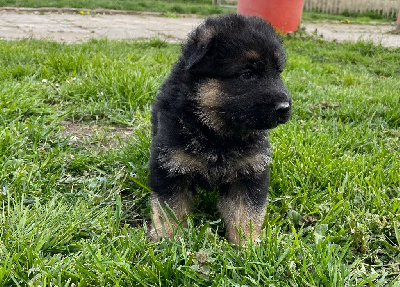 CHIOT 5